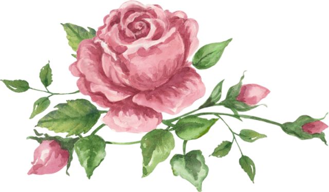 Png Gül Resimleri, Harika Png Gül Resimleri, Süper - Garden Roses (640x373)