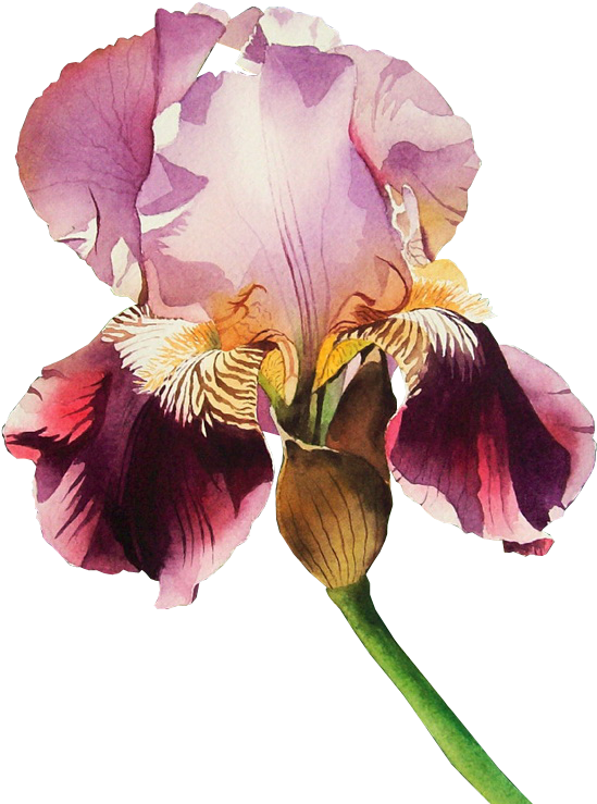 Publicat De Eu Ciresica La - Tube Png Irises (570x745)
