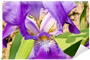 Iris Versicolor (400x400)