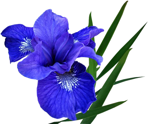 Blue Iris - Синий Цветок Пнг (600x501)