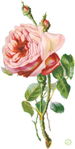 Png Gül Resimleri, Muhteşem Çiçek Resimleri, Süper - Роза Винтаж Пнг (261x500)