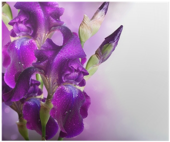 Iris Flowers Art Design - Фиолетовые Ирисы (400x400)
