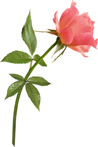 Png Gül Resimleri, Harika Png Gül Resimleri, Süper - Розовая Роза Png (320x480)