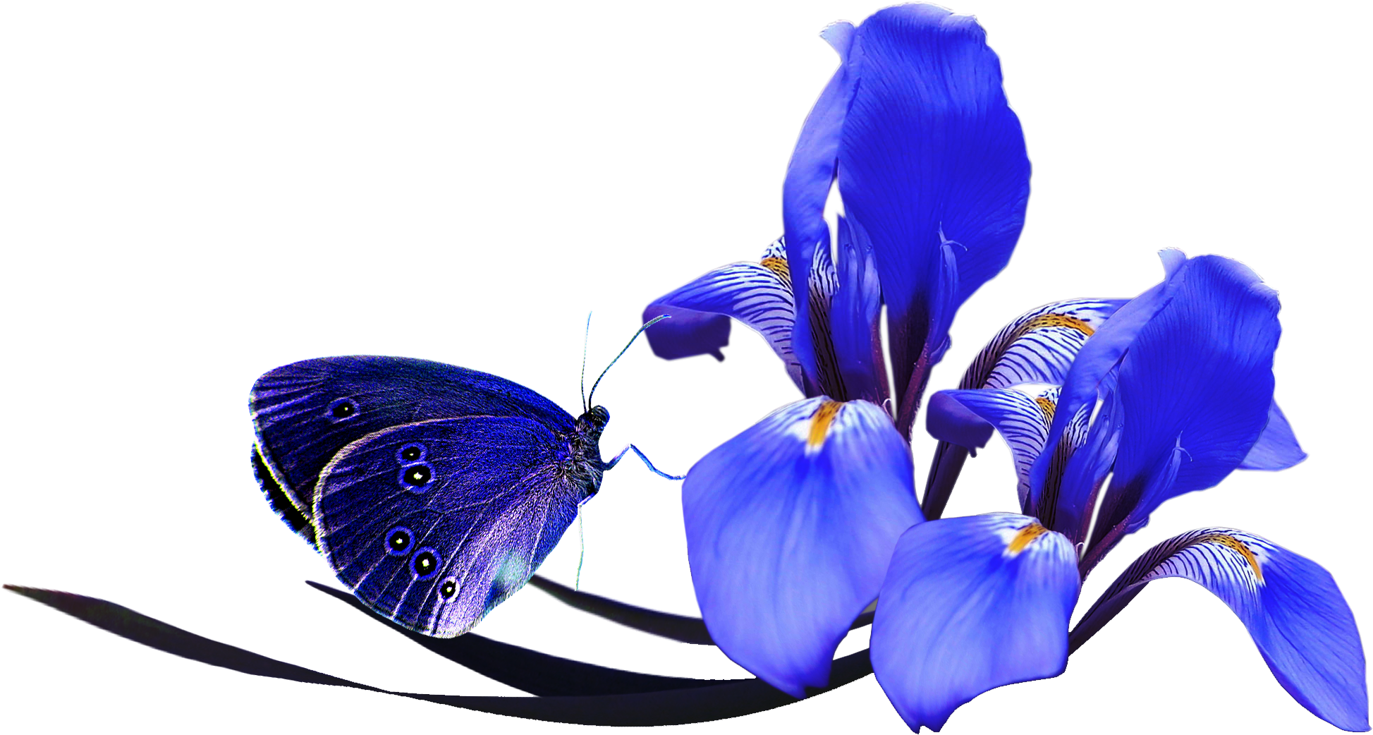 Flower Poppy Color Clip Art - Turquesa Flores Azul Png (1957x1183)