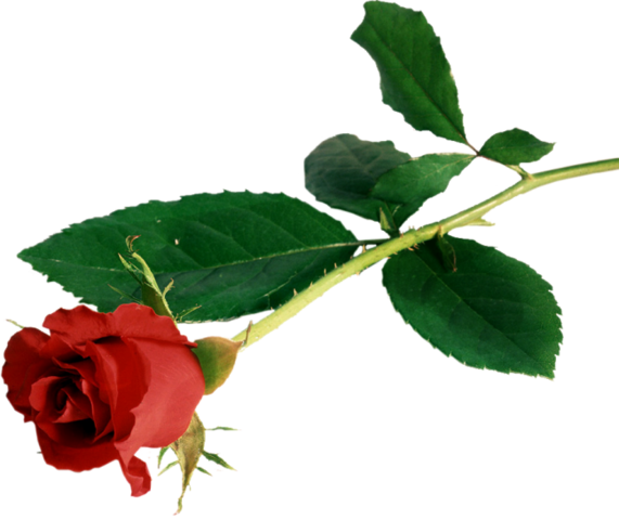 Png Gül Resimleri, Harika Png Gül Resimleri, Süper - 19th Century Gentleman Mousepad (571x480)