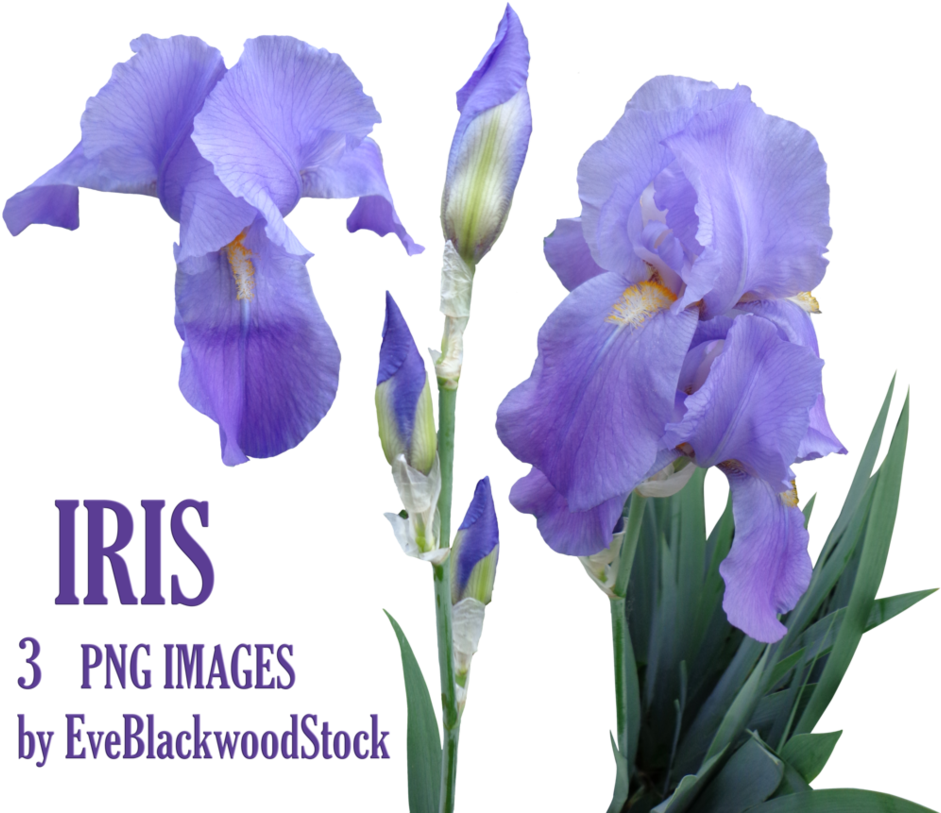 Iris Png By Eveblackwoodstock - Flores Iris Png (967x826)