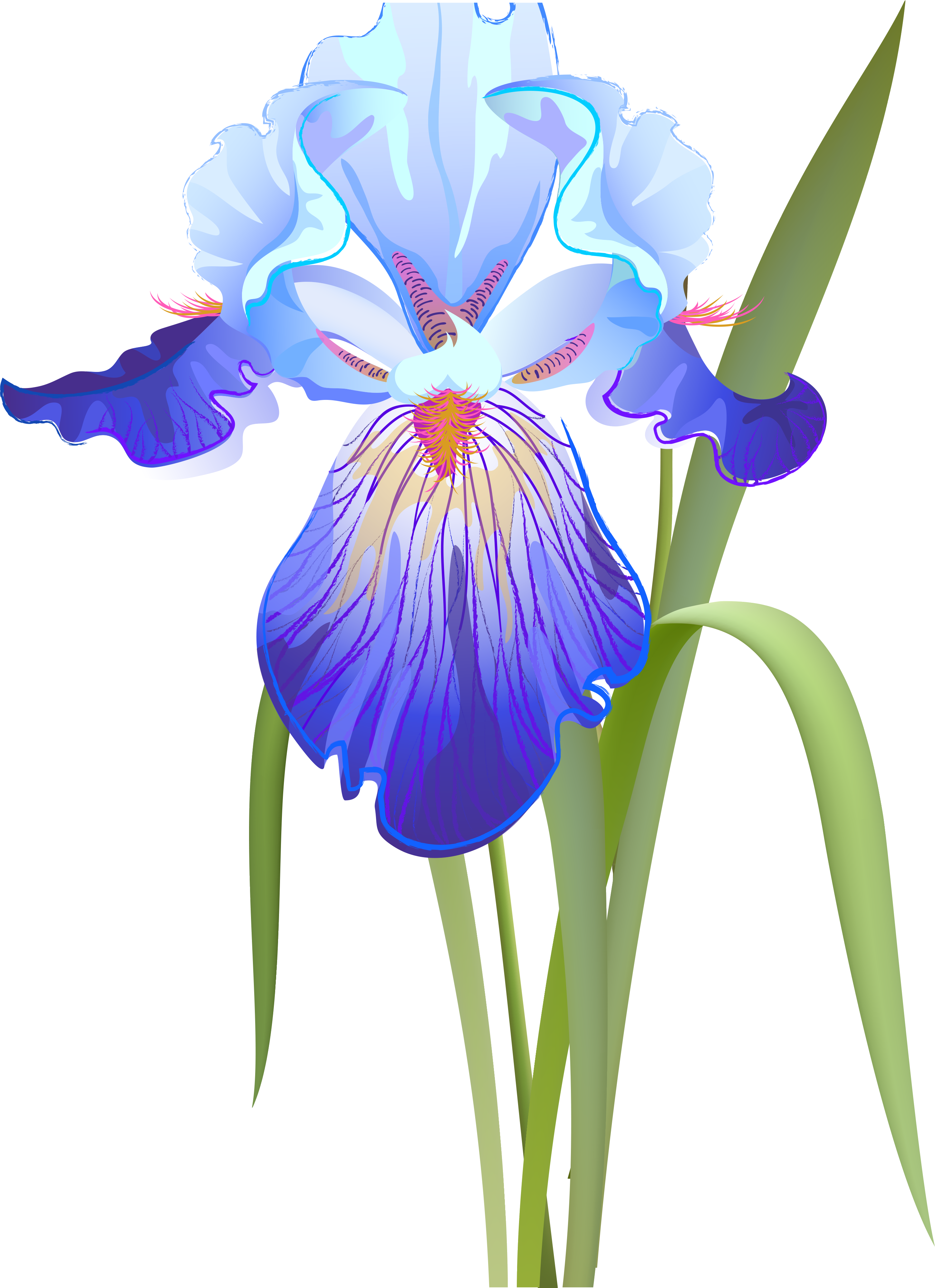 Orris Root Iris Versicolor Iris Flower Data Set Clip - Ирис Вектор (2902x4000)
