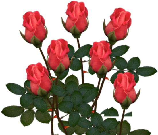 Png Gül Resimleri, Harika Png Gül Resimleri, Süper - Gif Съобщения За Великден 2016 (553x480)