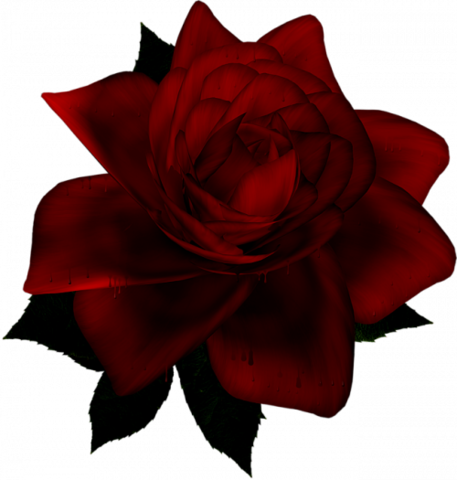 Png Gül Resimleri, Harika Png Gül Resimleri, Süper - Garden Roses (457x480)