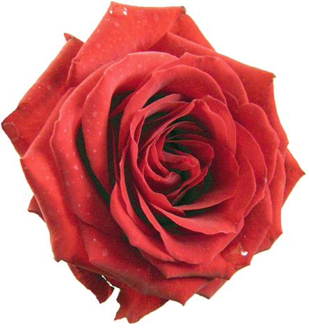 [ Img] - Flower Transparent Red (444x500)