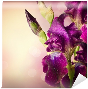 Iris Flowers Art Design - Quran (400x400)