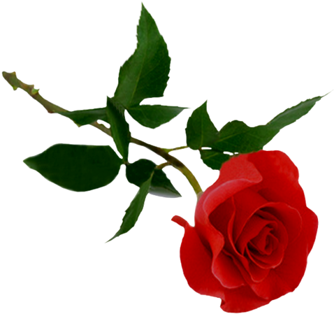 Png Gül Resimleri, Harika Png Gül Resimleri, Süper - Rose Png (513x480)