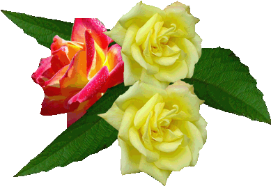 Png Gül Resimleri, Muhteşem Çiçek Resimleri, Süper - Beautiful Roses (420x334)