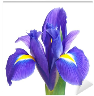 Iris Versicolor (400x400)