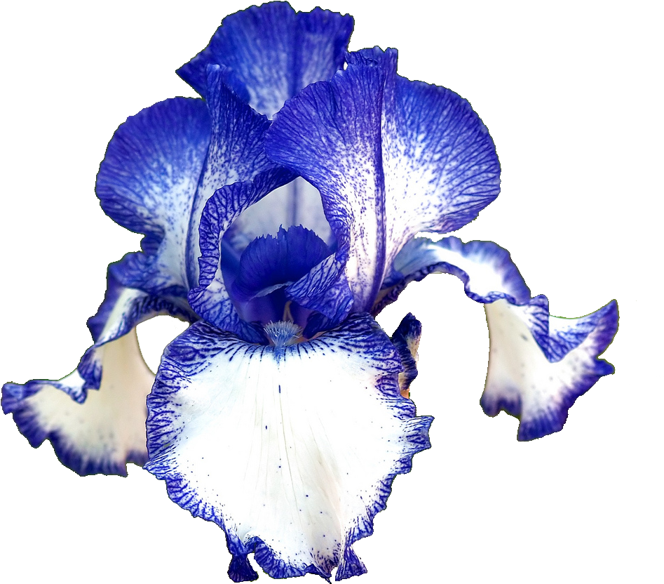German Iris - Ирис Бородатый (1024x1024)