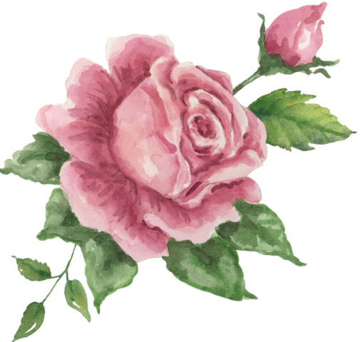 Png Gül Resimleri, Harika Png Gül Resimleri, Süper - Flores Shabby Chic (505x480)