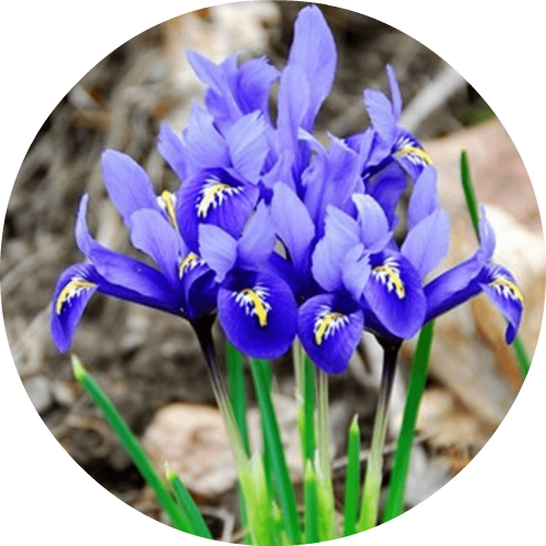 Orris Root Essential Oil - Orris Plant (500x500)