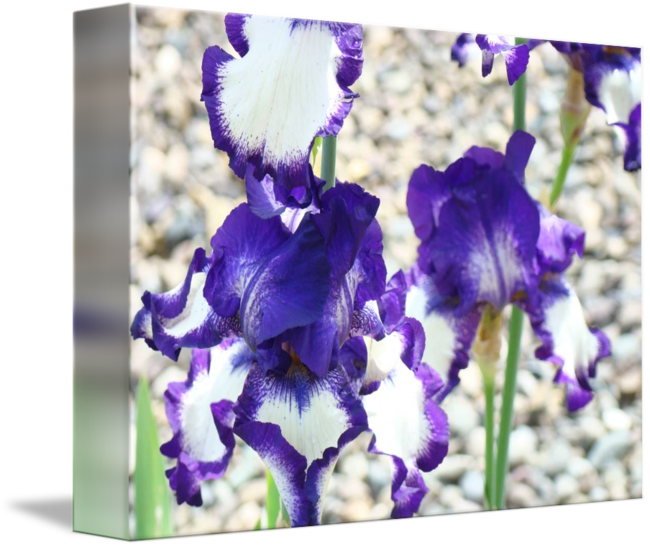 Irises Purple White Iris Flowers Art Prints By Baslee - Gallery-wrapped Canvas Art Print 10 X 8 Entitled Irises (650x547)