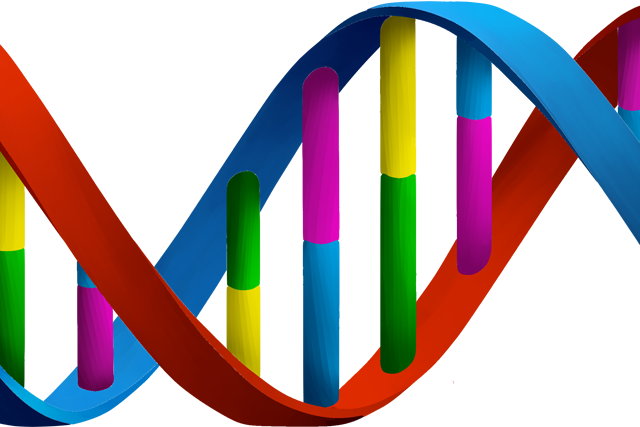Double Helix Dna Clipart Png (640x427)