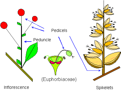 Pedicel Of Leaf (452x329)
