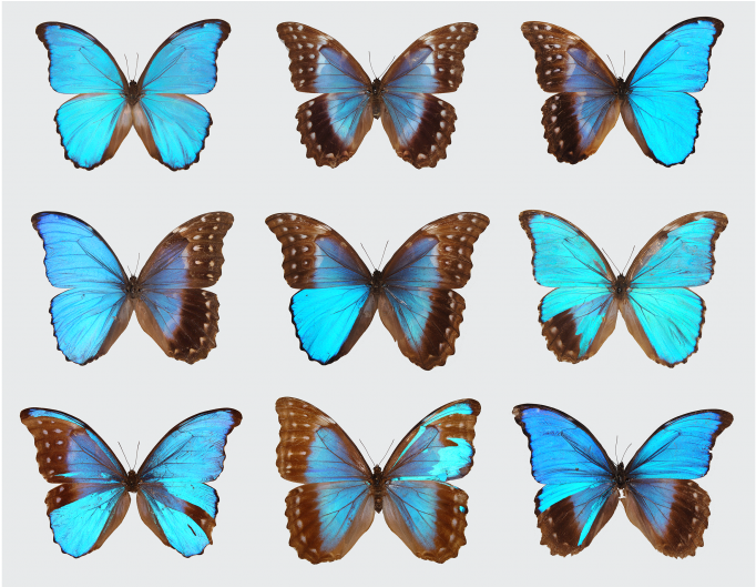Gynandromorph Butterflies - Introduction To Genetic Analysis + Ebook [book] (937x528)