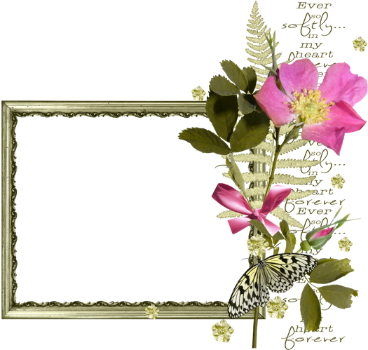 Dcd0d5ed - Rosa Canina (550x504)