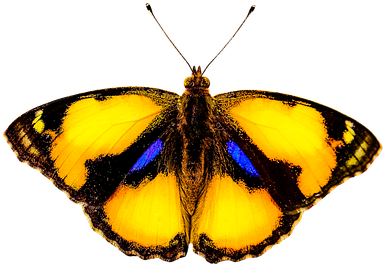 Types Of Butterfly With Funny Facts - Animals That Fly (446x340)