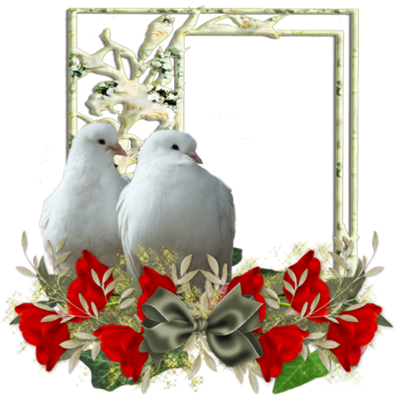 Tubes Beautiful Doves Two Png - Pigeons And Doves (600x600)