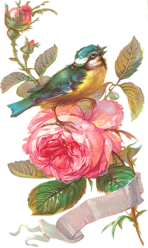 Фото, Автор Manul На Яндекс - Vintage Bird Prints Free Download (300x500)