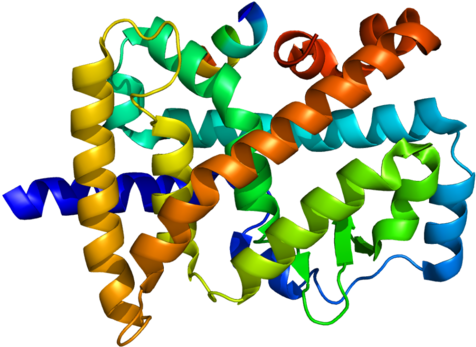 Identifiers - Rar Related Orphan Receptor (500x372)