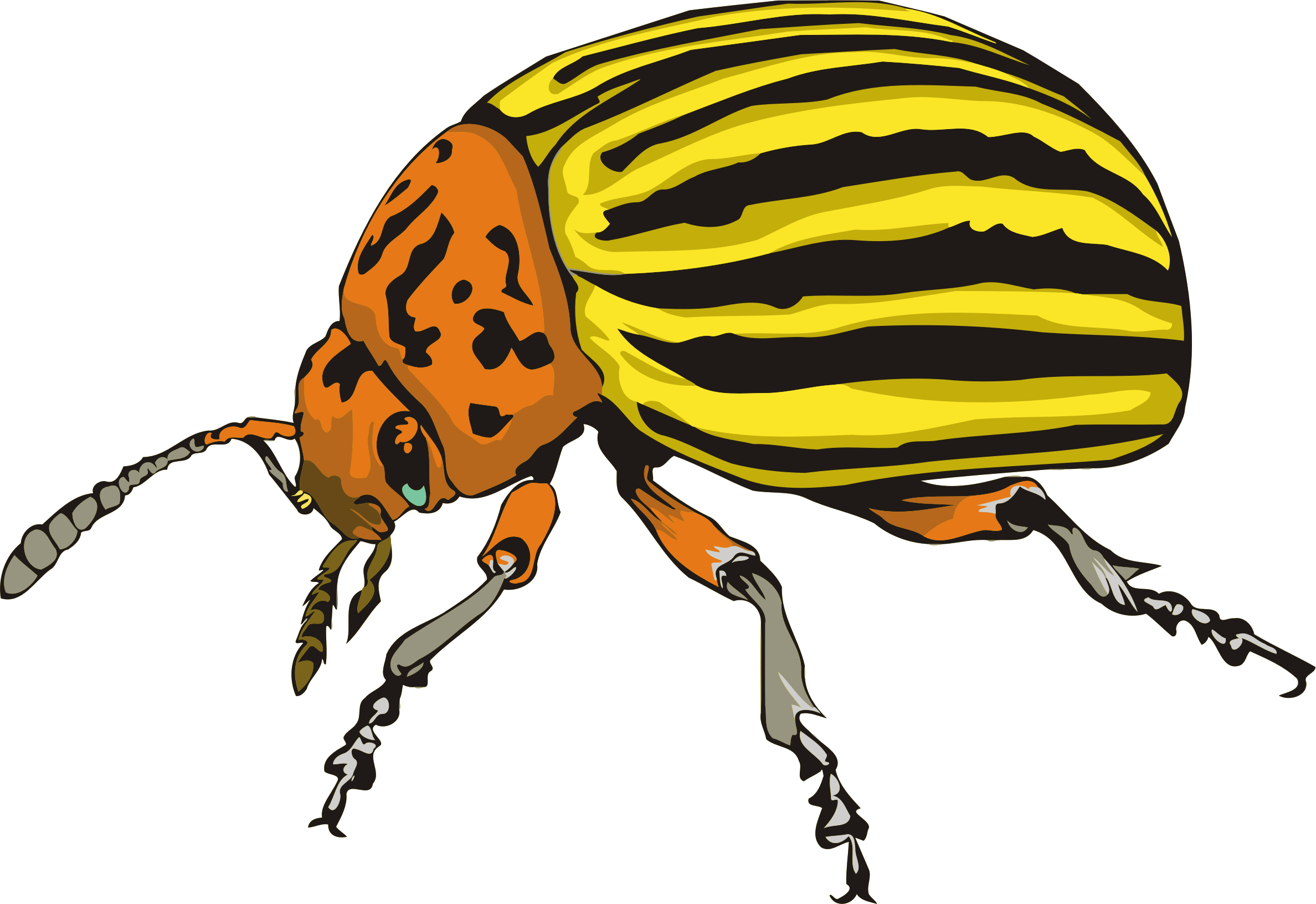 Big Image - Beetle Clipart (2376x1631)