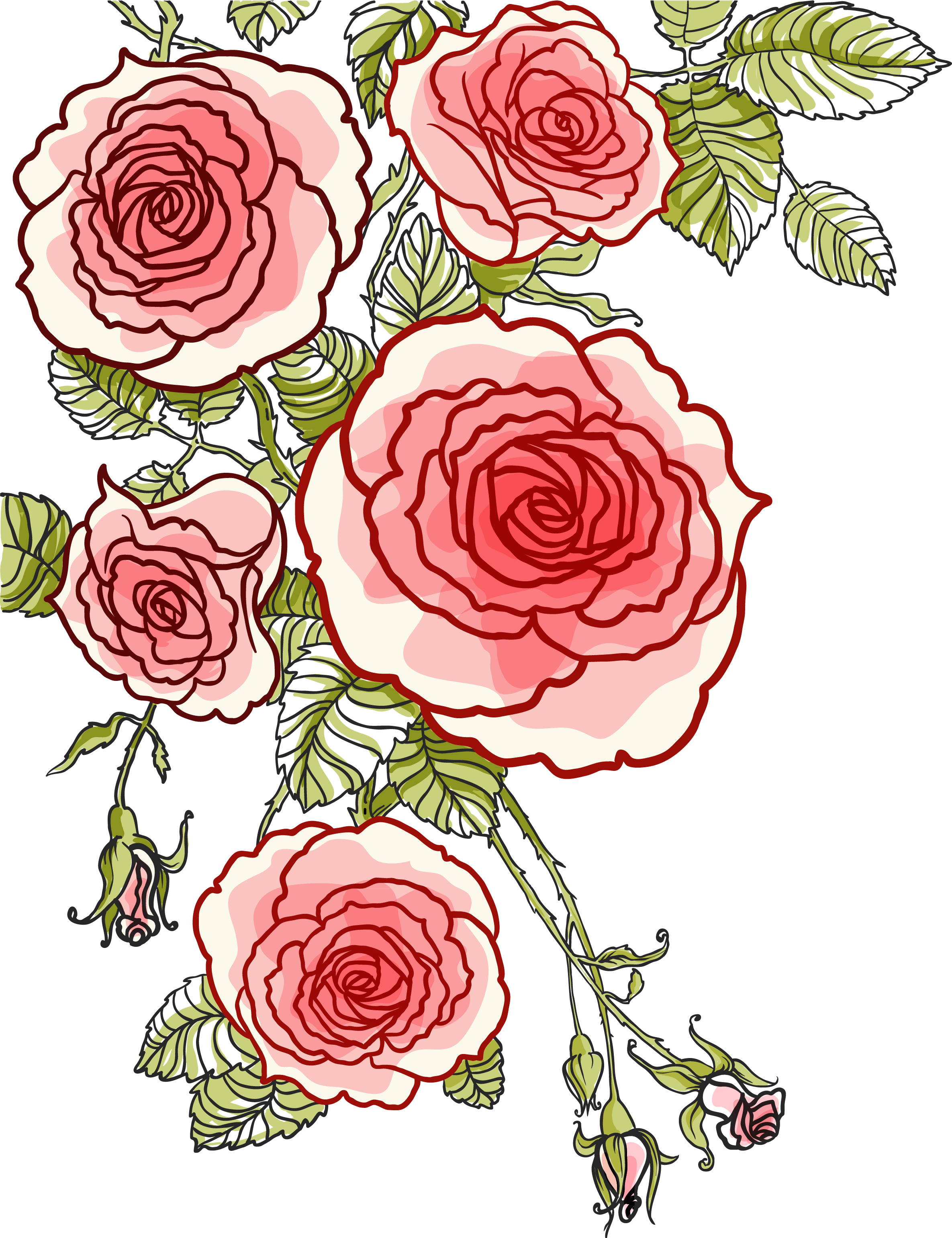 Hand Painted Roses Vector 2370*3082 Transprent Png - Rosas En Vector Png (2370x3082)