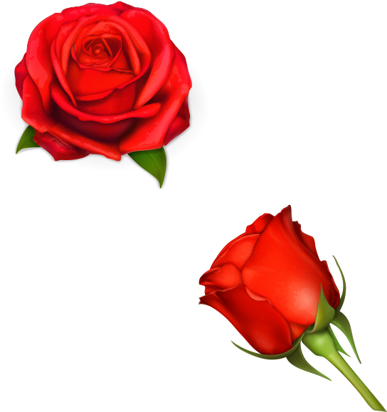 Flower Drawing Rose Floral Design - Roses Stickers (800x800)