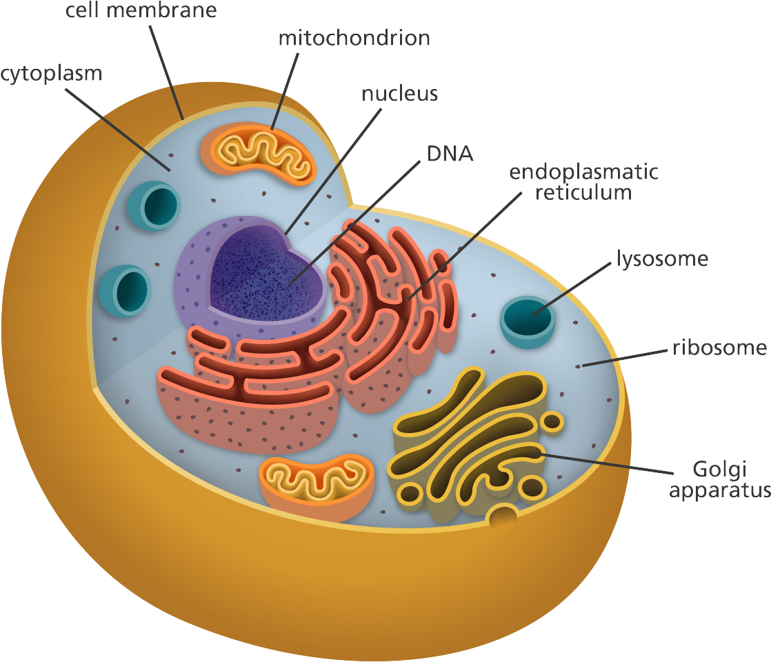 What Is A Cell - Chromosomes Located In A Plant Cell (1200x1038)