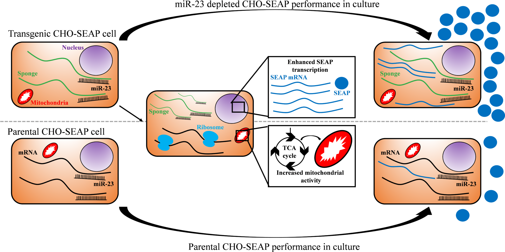 Biogen Idec Clip Art - Diagram (2048x1070)
