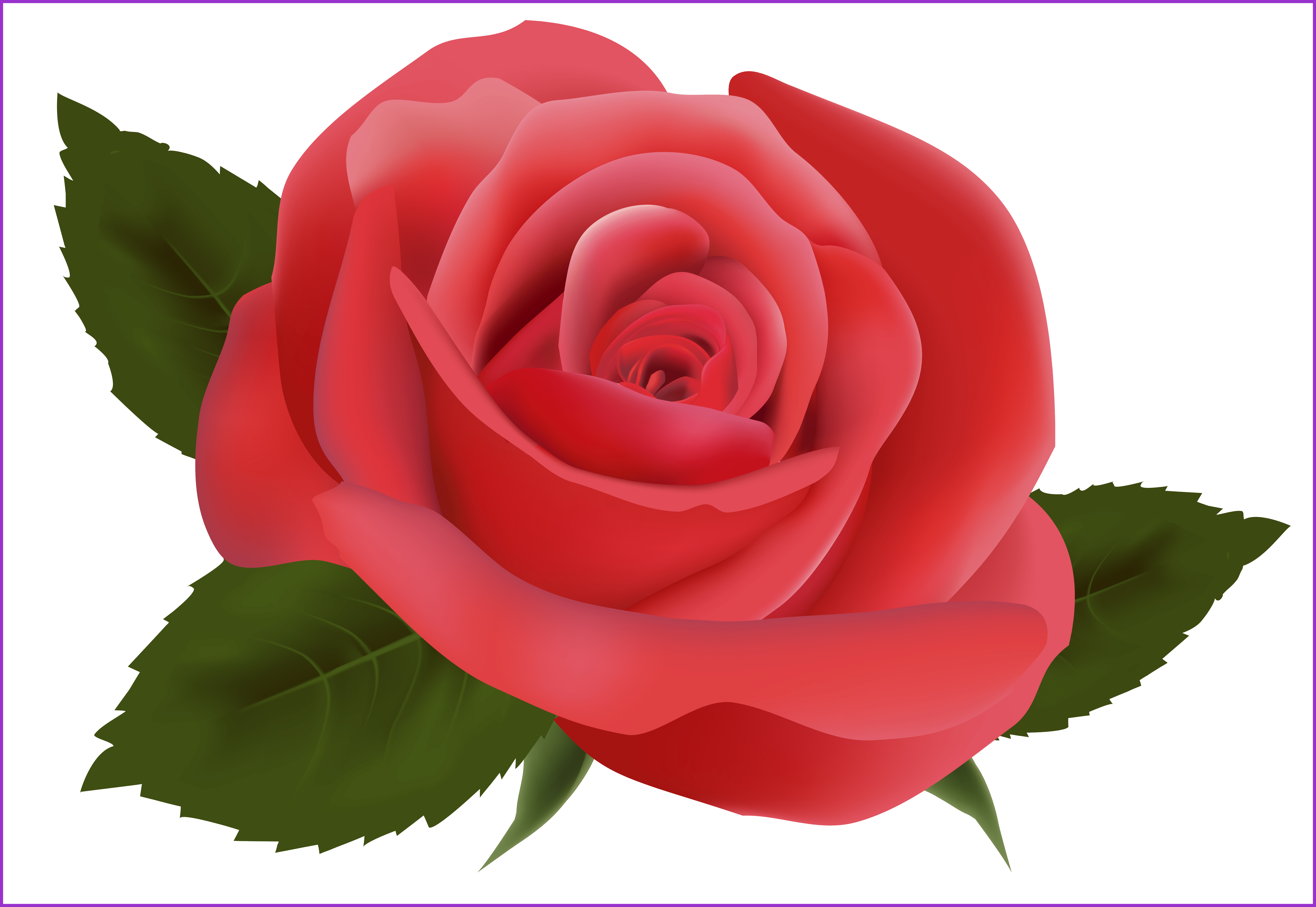 Rose Flower Rose Flower Hd Png Shocking Red Rose Png - Png Rose Hd (6472x4459)
