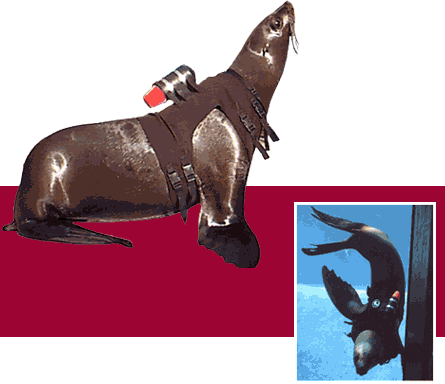 Ihre Verwandten Am Nordpol ,die "schneerobben\ - Tapir (445x384)