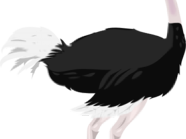 Ostrich Clipart Ostritch - Common Ostrich (640x480)