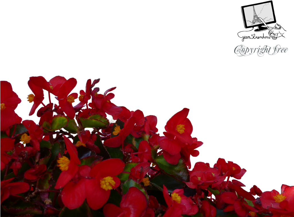 Red Flowers Png By Jean52 On Deviantart - Red Flowers Png (1024x768)