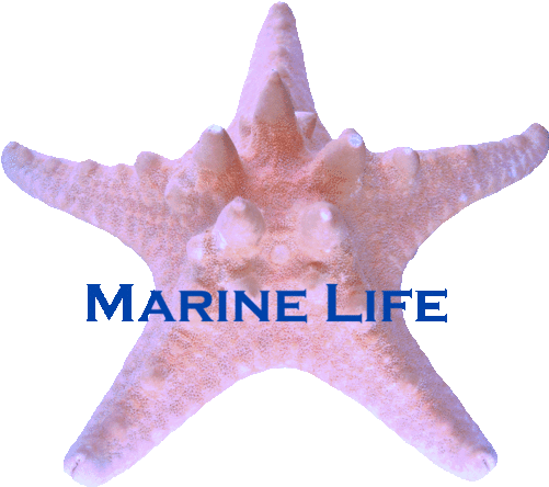 320 × 240 Pixels - Starfish (640x480)
