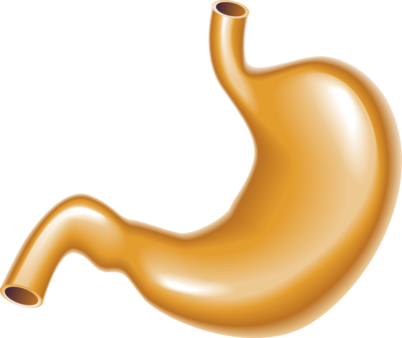 Stomach Large Intestine Human Body - Golden Stomach (1371x1155)