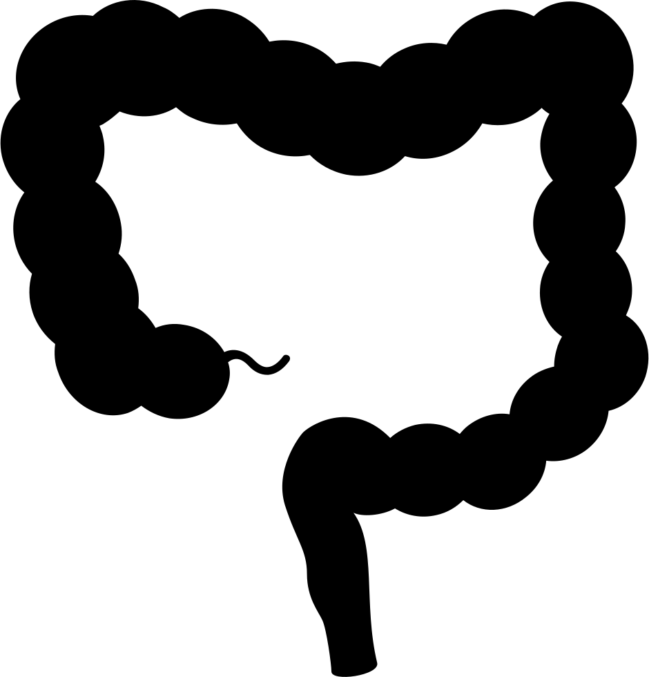 Intestine Comments - Intestine Vector Png (940x980)