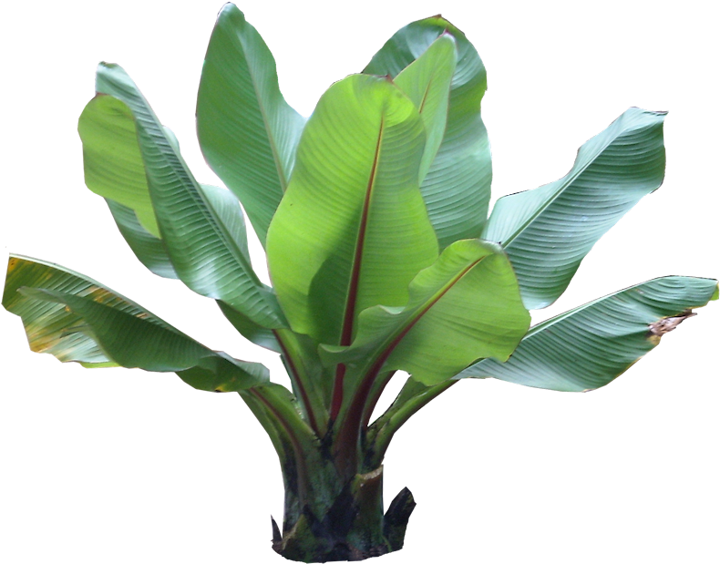 House Plant Png For Kids - Planta Hoja De Platano (811x646)