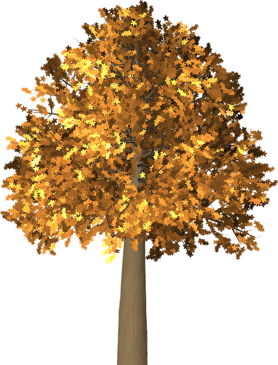 Collection Of Fall Tree Cliparts - Arboles De Otoño Png (548x720)