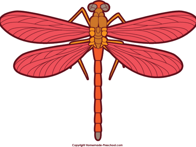Dragon Fly Clipart - Clipart Dragon Fly (640x480)