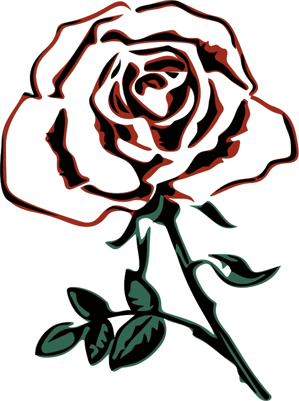 By Firkin - Sketch Of A Rose (590x793)