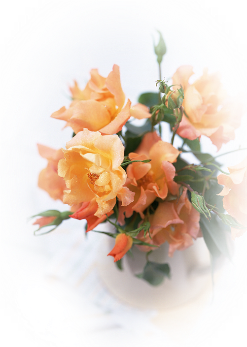 Beautiful Wallpapers Of Flowers (567x798)