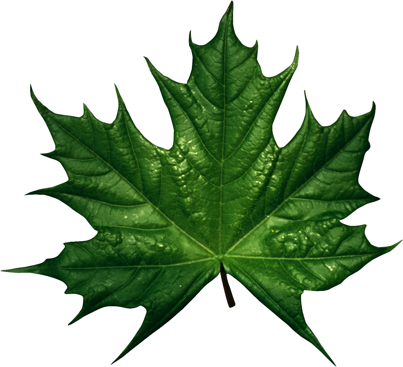 Green Leaves Png Image - Feuille D Érable (1499x1372)