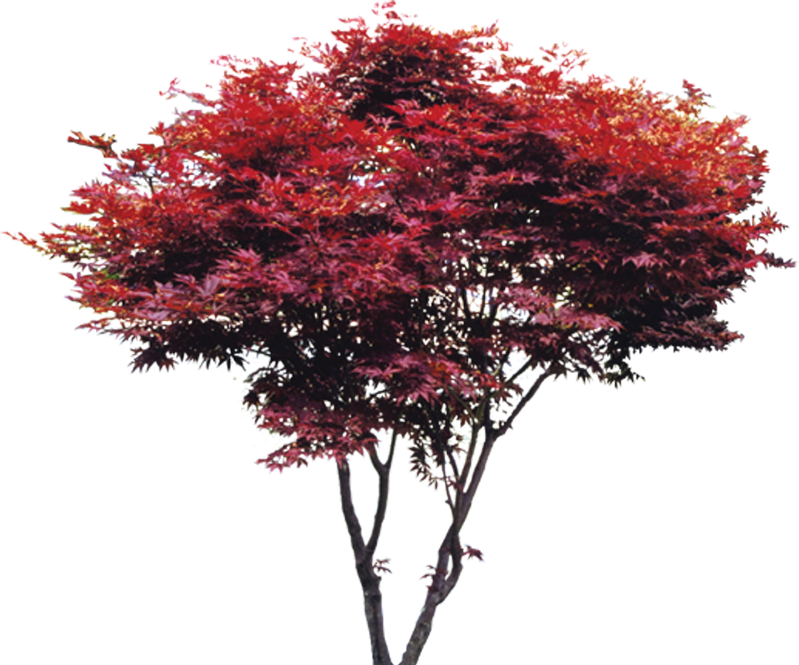 Tree Maple Red - Tree Maple Red (3172x2851)