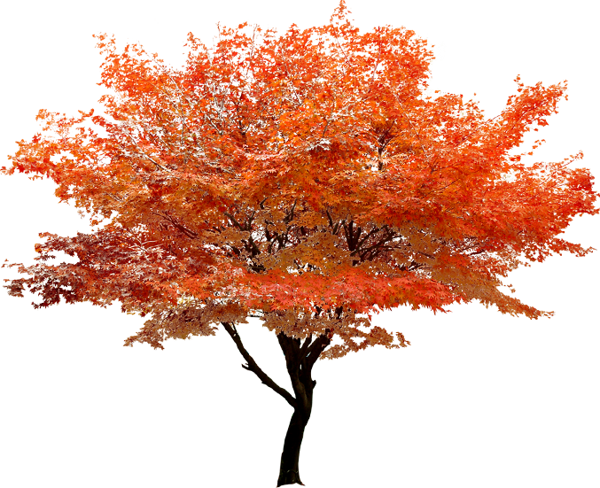 Red Maple Tree Clip Art - Japanese Maple Tree Yellow (677x551)